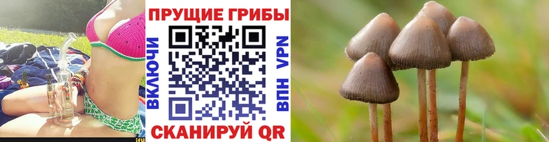 Галлюциногенные грибы Psilocybine cubensis  купить наркотик  Павловская 